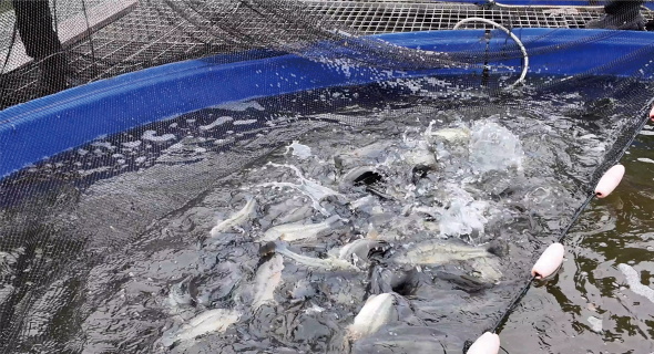 实验鱼塘创高产奇迹，水霖渔业开启合作新篇章